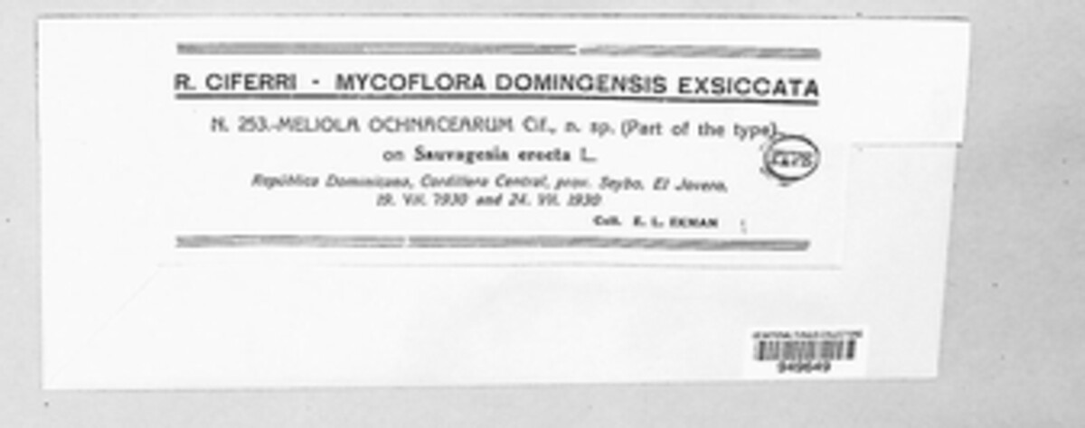 Meliola ochnacearum image